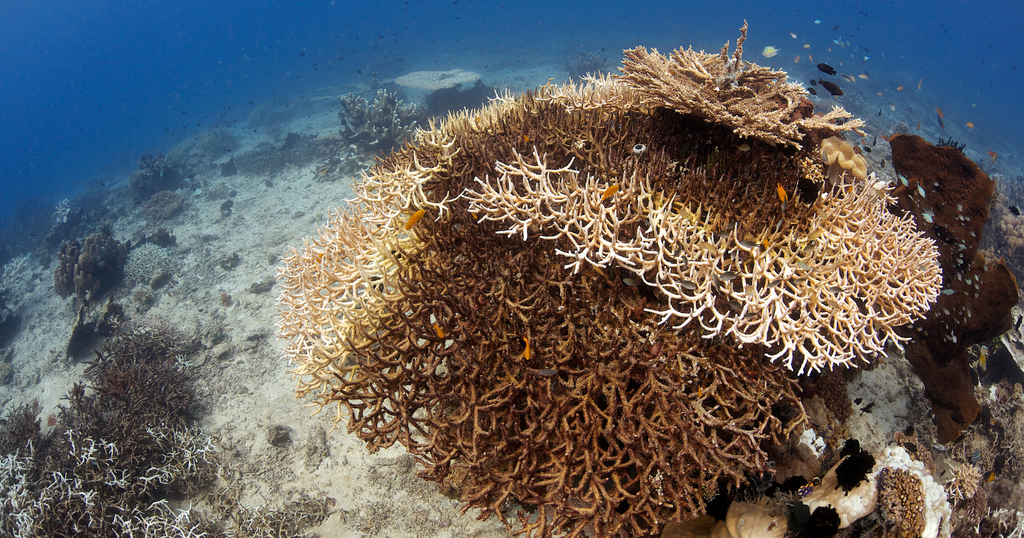 The Florida Reef System Is About To Crash