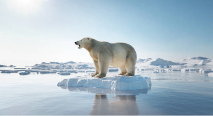 Loss of Arctic Sea Ice Catastrophic for Polar Bear Populations