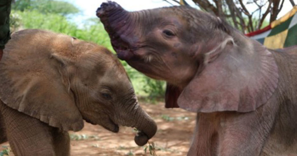 Meet 2 Rescued Baby Elephants