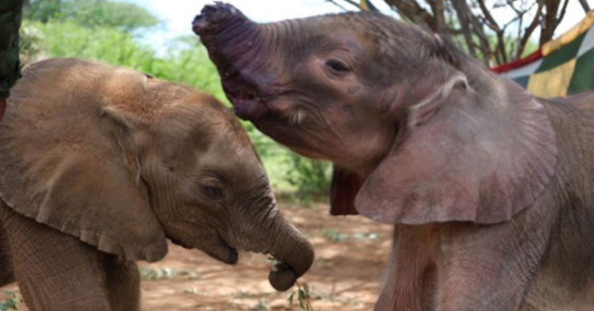 Meet 2 Rescued Baby Elephants – Follow Your Legend