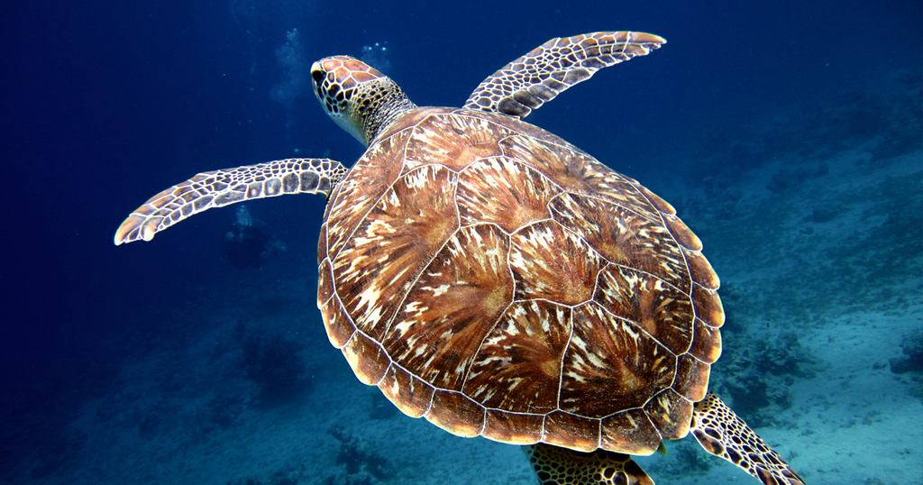 What's on a Sea Turtle's Plate?