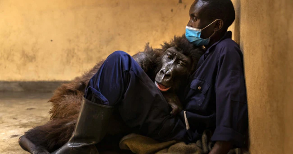 A Gorilla Story: Love, Loss, and Hope