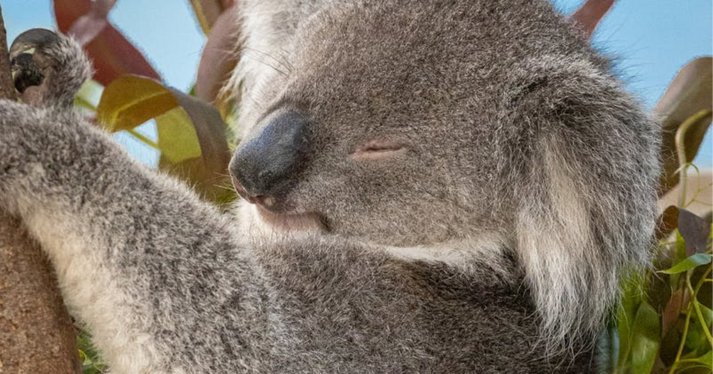 Koalas Need Our Help