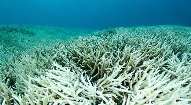 A New and Deadly Disease is Destroying More Coral Than Ever Before