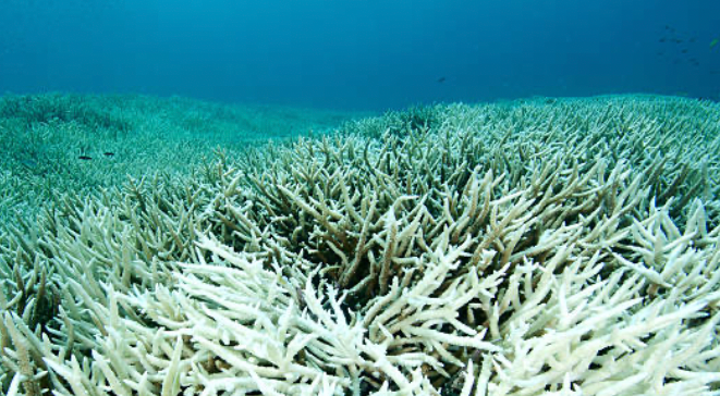 A New and Deadly Disease is Destroying More Coral Than Ever Before ...