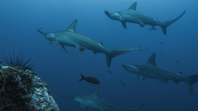 Hammerhead Sharks Bracelet – Diving Specials Shop