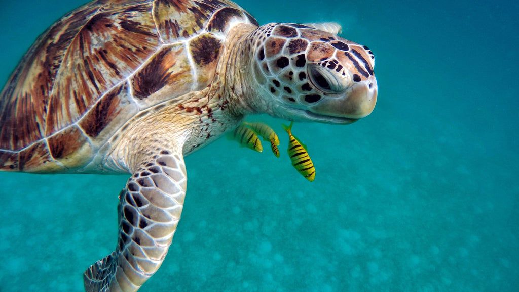 How Did Turtles Get Their Shells?