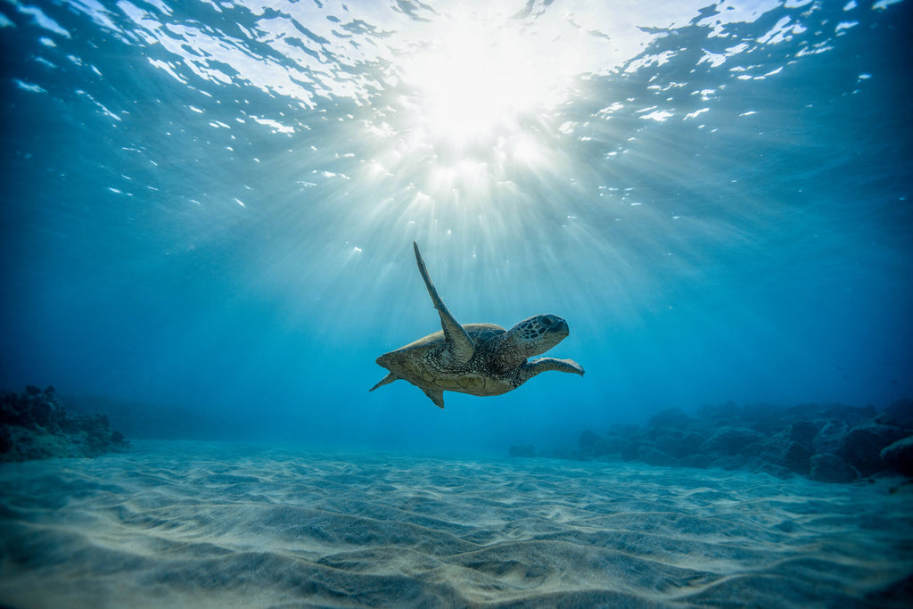 Save Sea Turtles