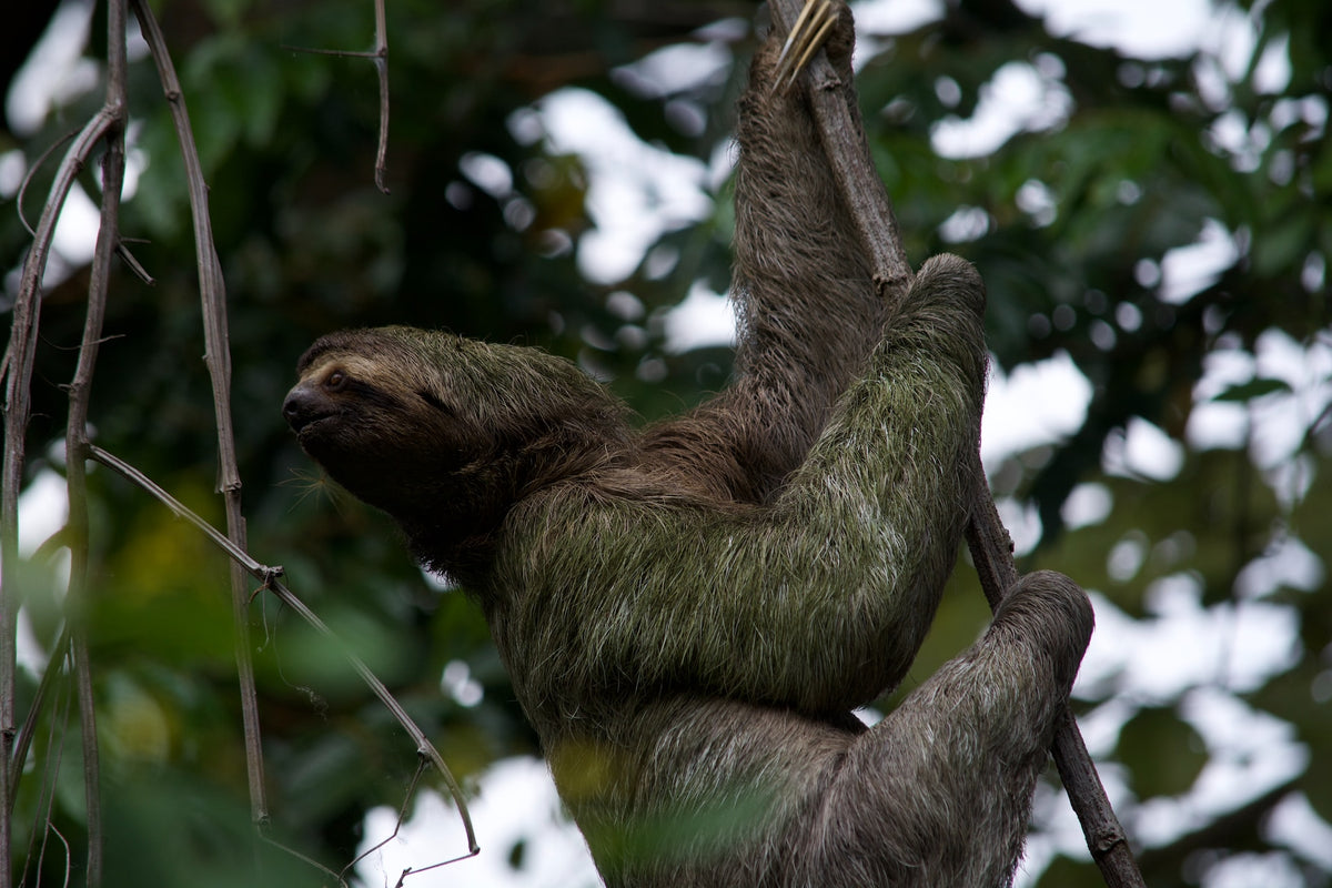 Protect Sloths – Follow Your Legend