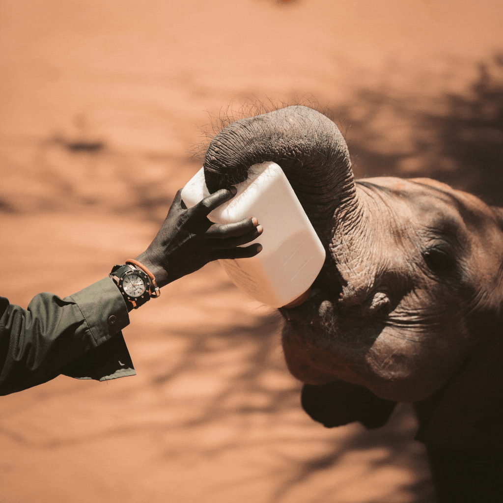 Elephant Legend Your Legend Follow – Bracelet