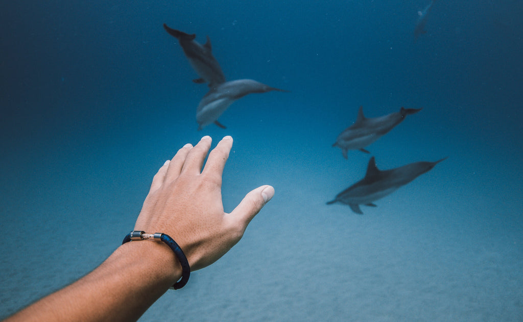 Dolphin Legend Bracelet – Legend Your Follow