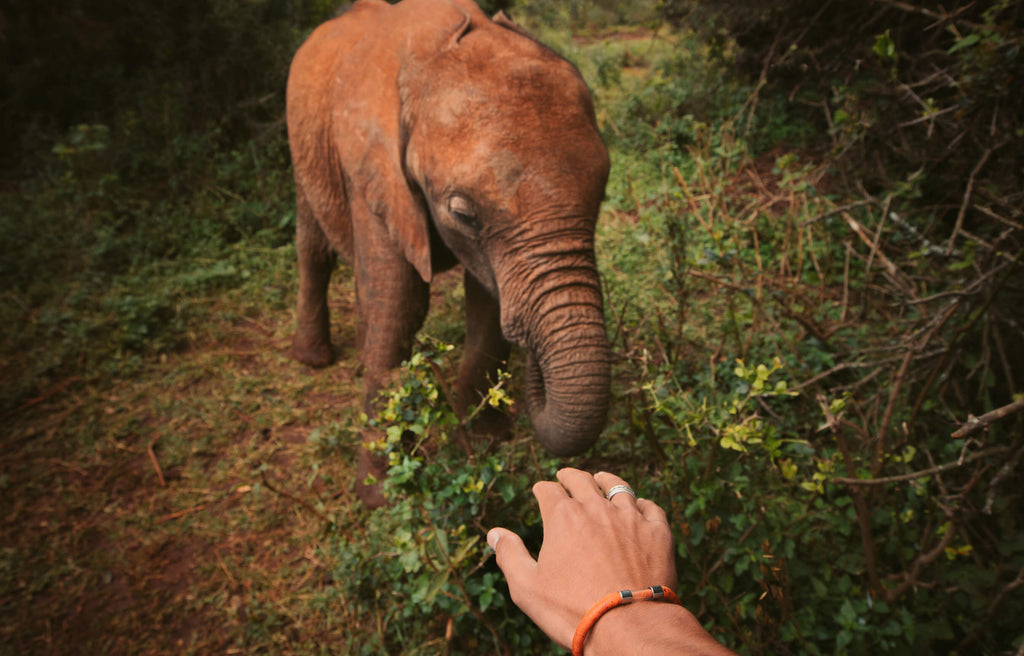Elephant Legend Bracelet – Follow Legend Your