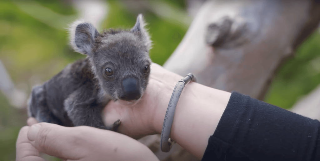 Koala Habitat Restoration Band Plants 1 Tree   RegrowMyPlanet