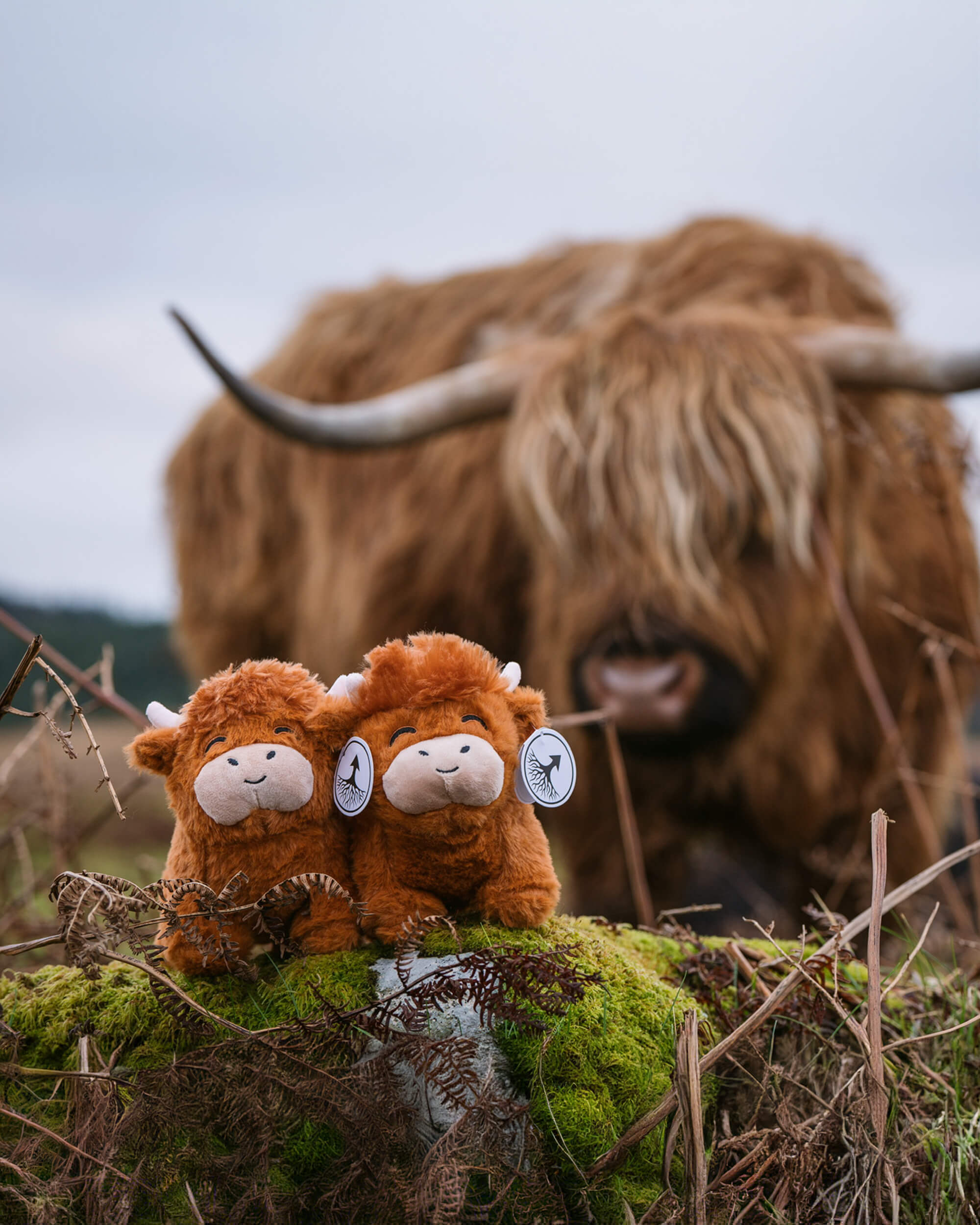 Henry The Highland Cow Plushie Highland Cow Legend Plushie Follow Your Legend