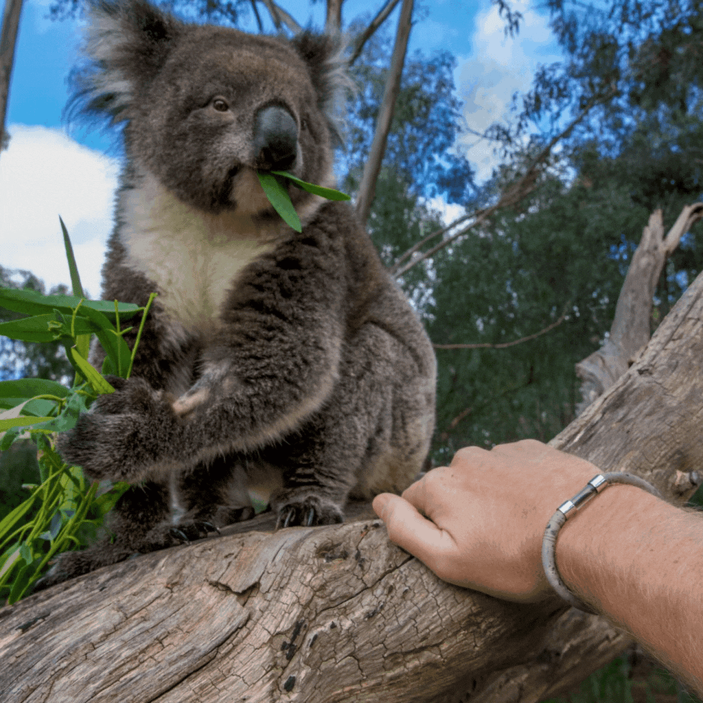 Follow Your Legend Koala Legend Bracelet sz SM