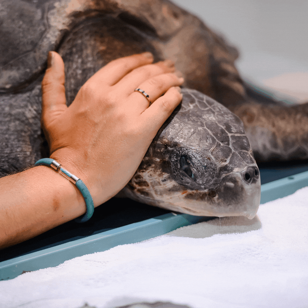 Sea Turtle Legend Bracelet Follow Your Legend