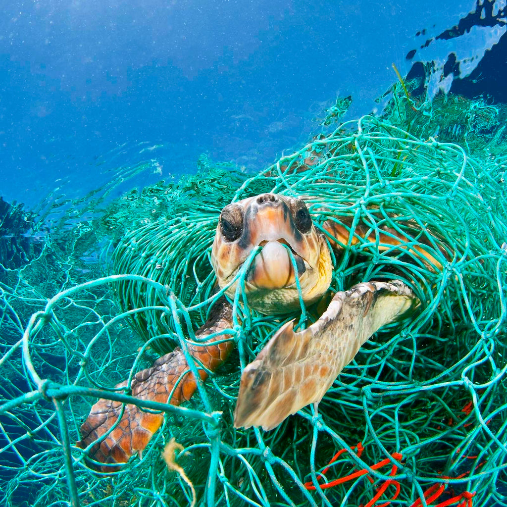 Sea Turtle Legend Bracelet - Legend Bracelet