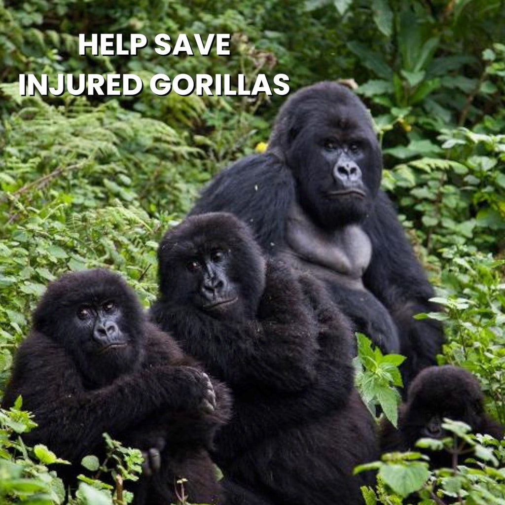 Help Save Injured Gorillas
