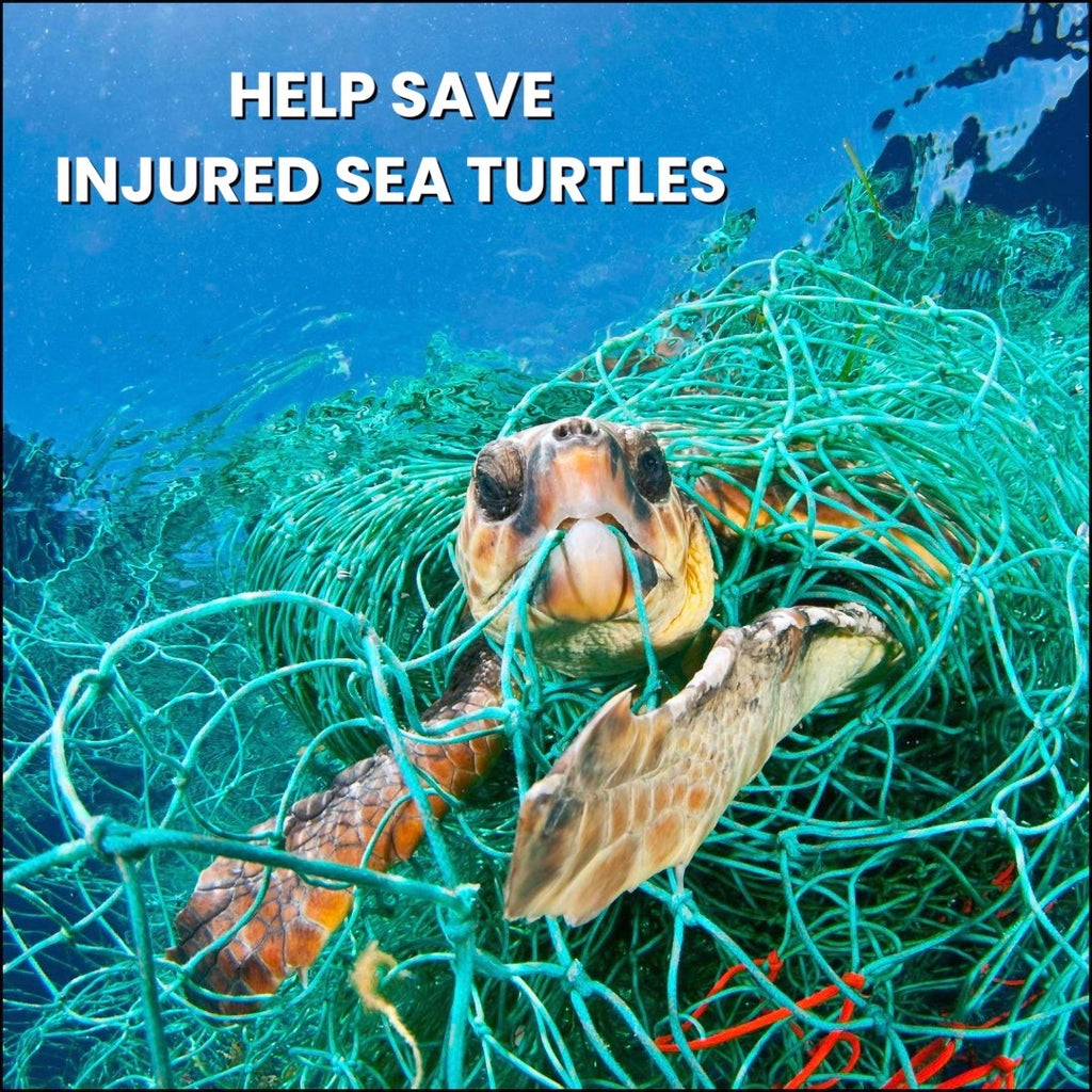 Help Save Injured Sea Turtles